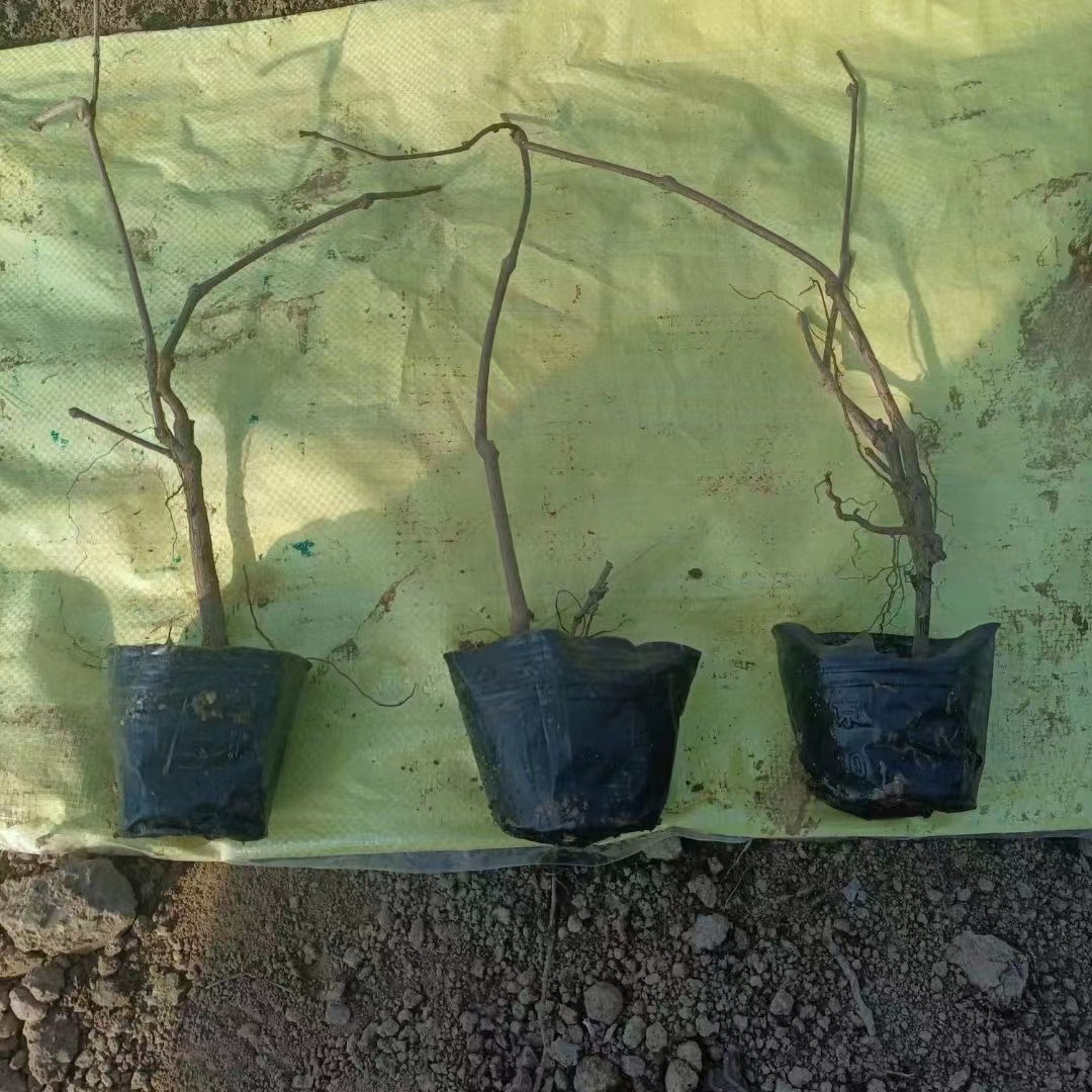 爬山虎而產生的經濟效益有多少？