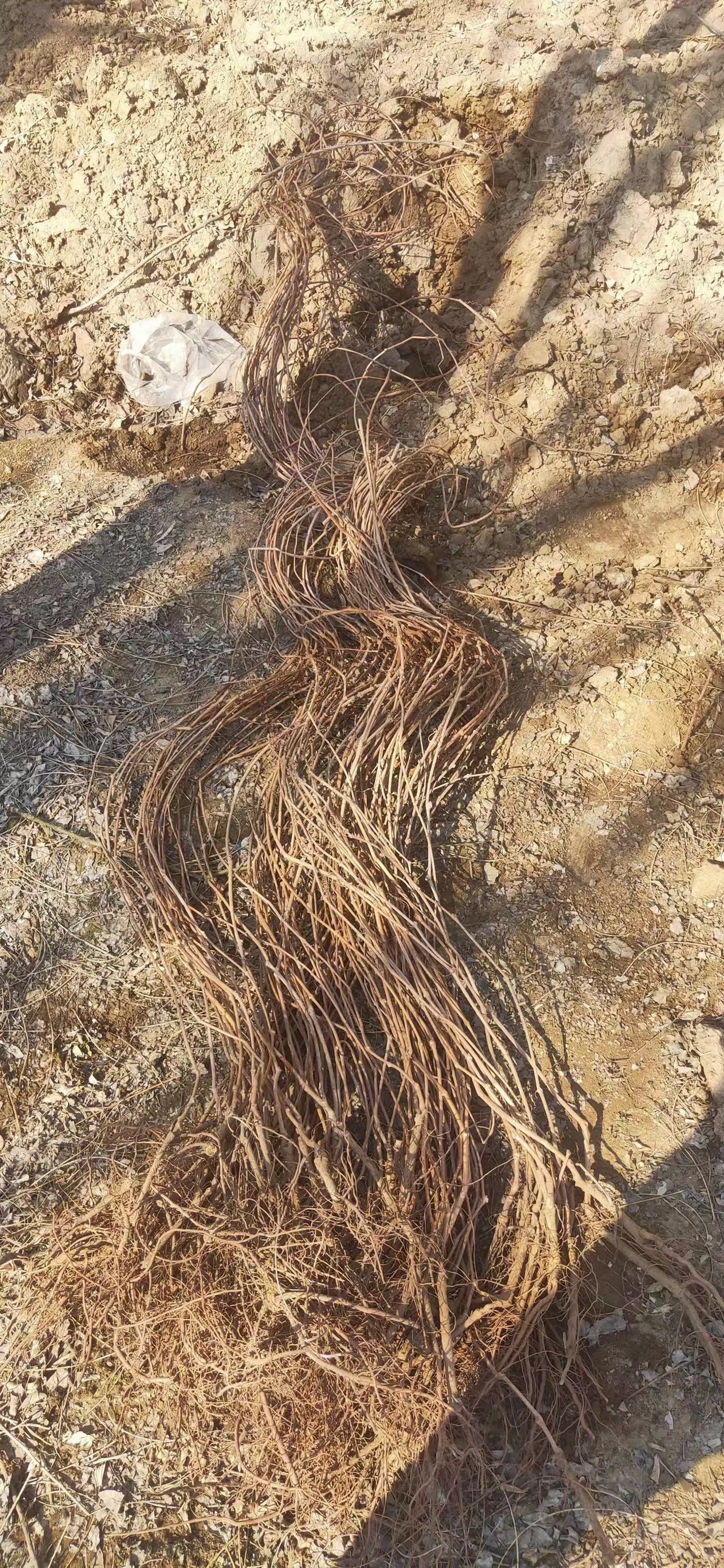 五葉地錦生產特點