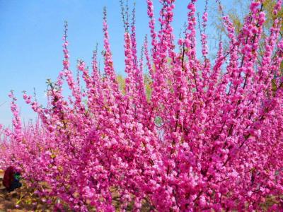 榆葉梅的養殖方法