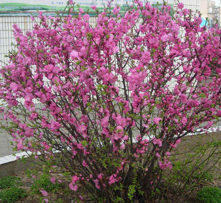 叢生榆葉梅是喬木還是灌木