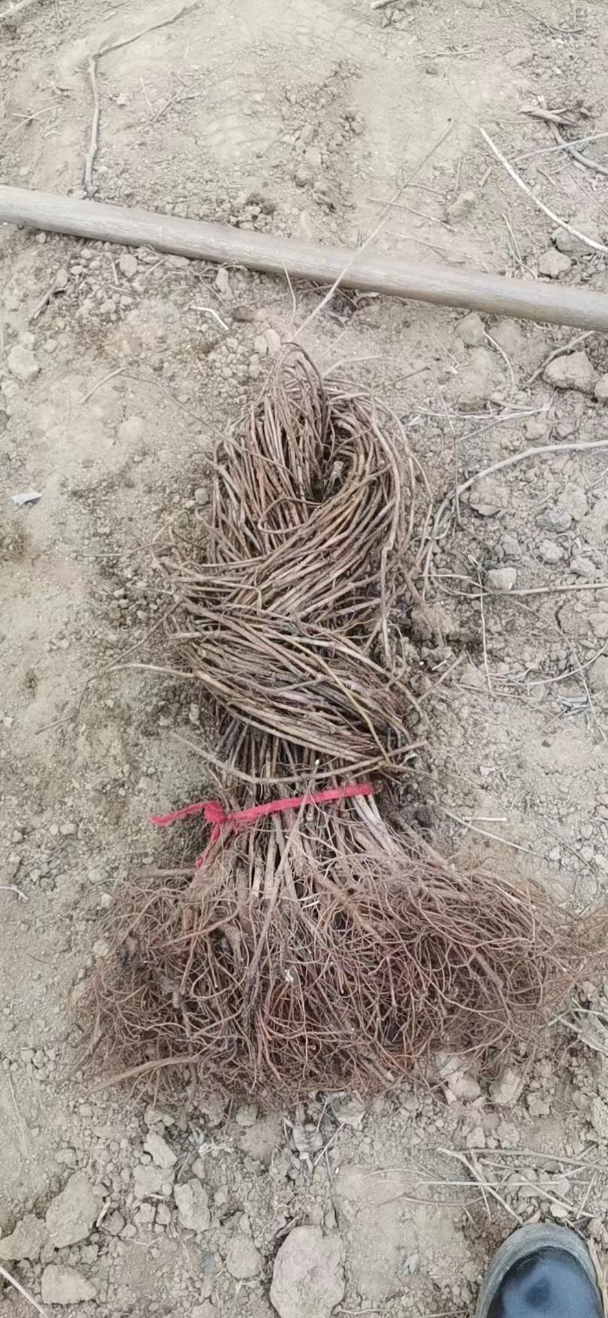 .五葉地錦小苗的購買方法