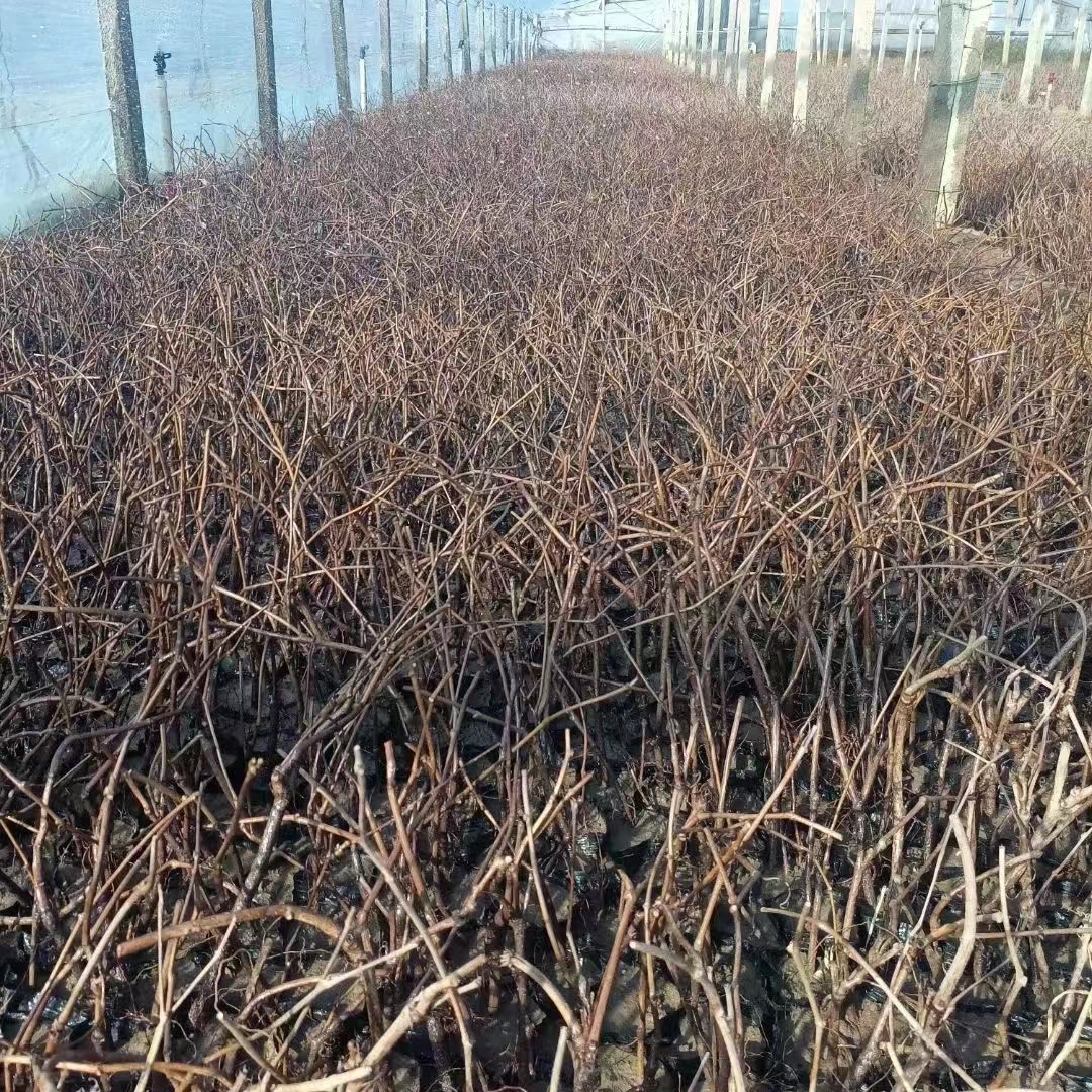 爬山虎幾月份移栽