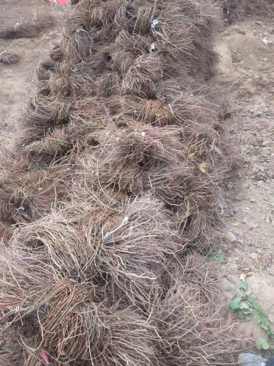 樓頂種爬山虎可以隔熱嗎