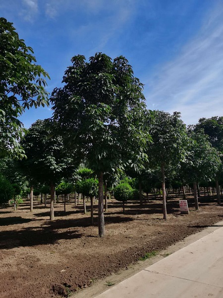 2022年河北苗圃基地發(fā)展總結(jié)