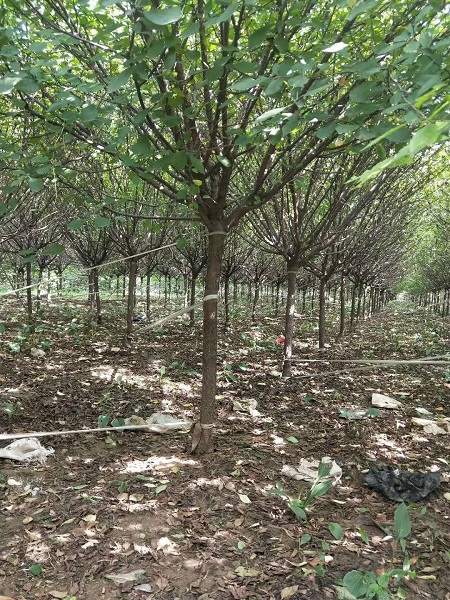 榆葉梅樹苗多少錢？