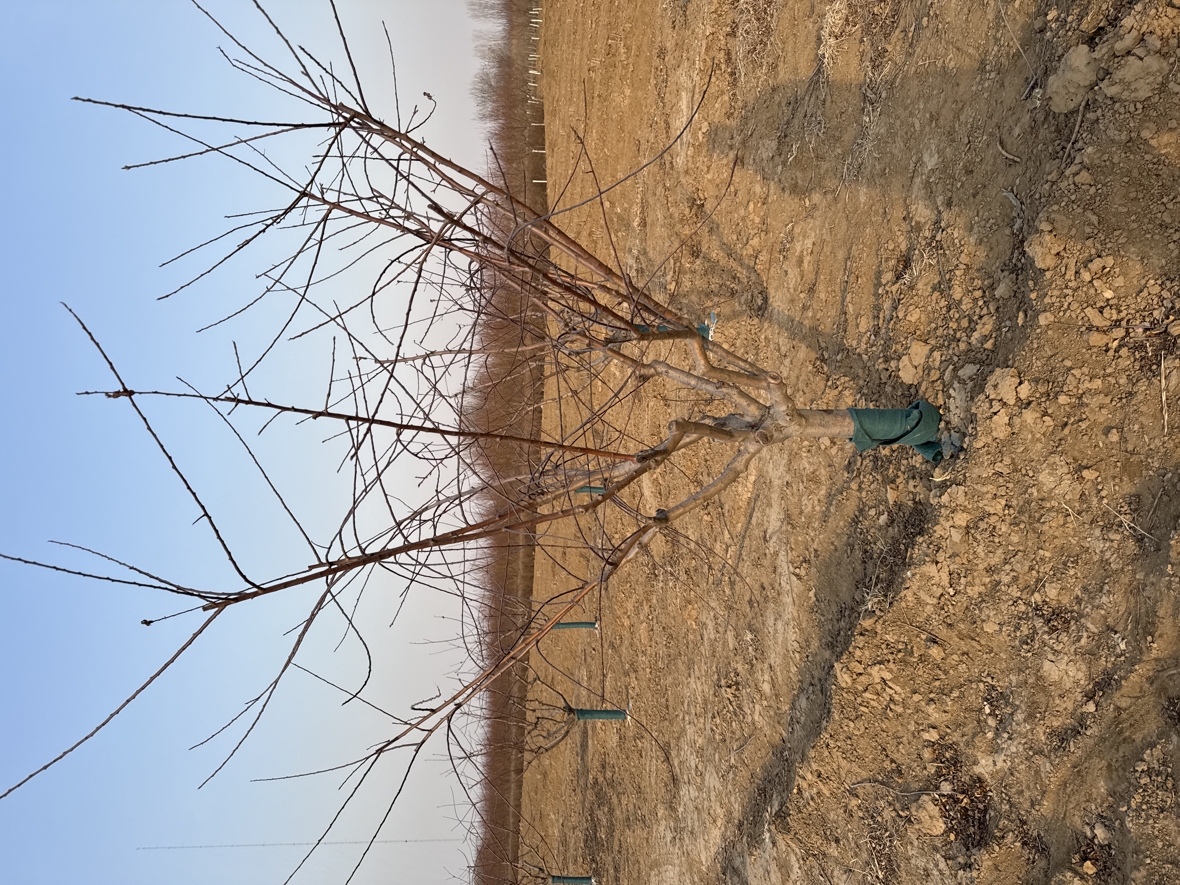 嚴寒之下，保定苗木市場何去何從？