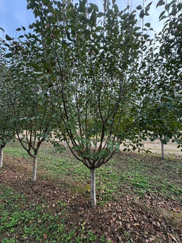 宏觀角度下絢麗海棠的樣子