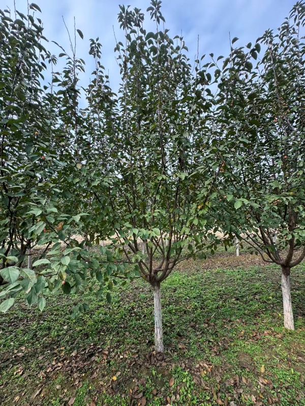 論內蒙古可選高抗性北美海棠品種