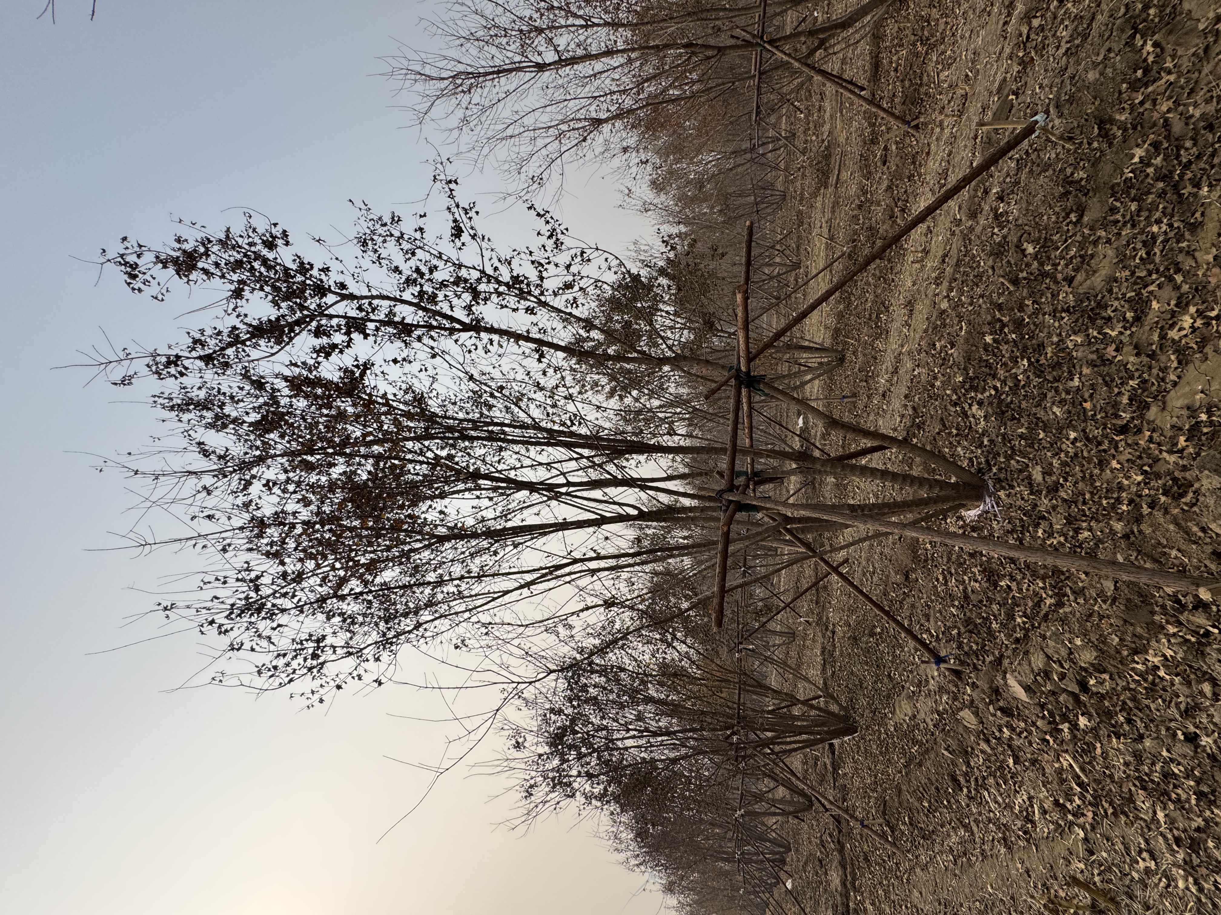 假植叢生元寶楓該何去何從