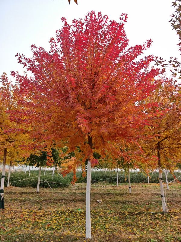 河北苗圃基地的麗紅元寶楓葉子紅了